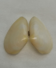 Jitlada culter