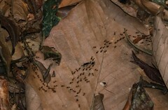 Constrictotermes cavifrons