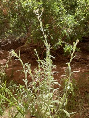 Pseudognaphalium canescens