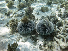 Echinodermata
