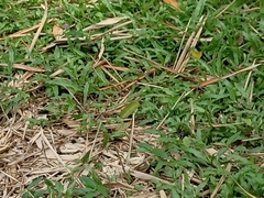 Appias libythea olferna