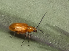 Lemini