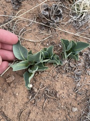 Mirabilis multiflora