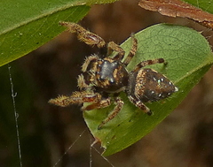 Parnaenus
