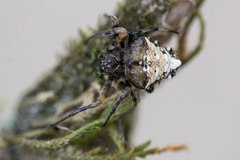 Verrucosa meridionalis