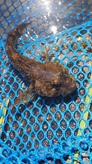 Cottus