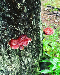 Ganoderma sessile