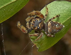 Parnaenus
