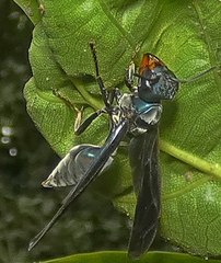 Synoeca ilheensis