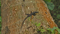 Emoia nigra