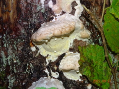 Fomitopsidaceae