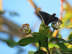 Phocides polybius phanias