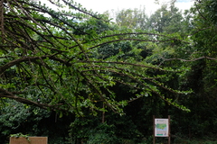 Crescentia alata