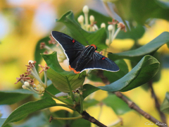 Phocides polybius phanias