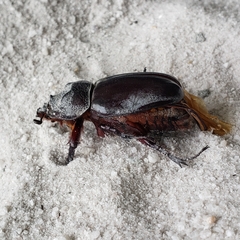 Strategus aloeus