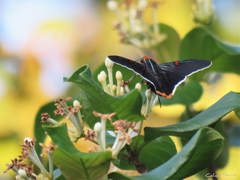 Phocides polybius phanias