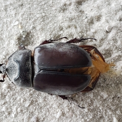 Strategus aloeus