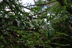 Crescentia alata