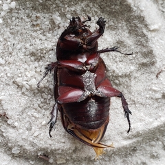 Strategus aloeus