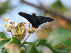 Phocides polybius phanias