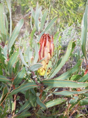 Protea burchellii