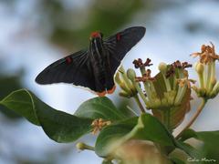 Phocides polybius phanias
