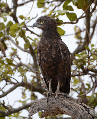 Circaetus cinereus