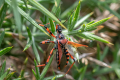 Rhynocoris iracundus