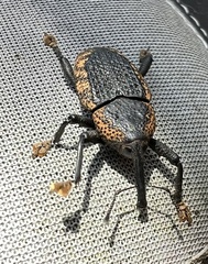 Homalinotus deplanatus