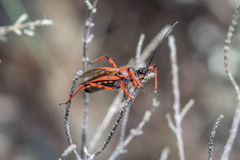 Rhynocoris iracundus