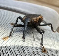 Homalinotus deplanatus