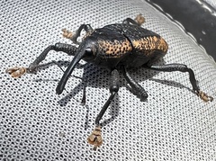 Homalinotus deplanatus