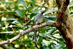 Dicrurus leucophaeus leucogenis