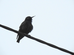 Sturnus vulgaris