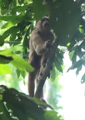 Cebus cuscinus