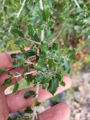 Quercus coccifera