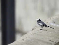 Motacilla alba personata