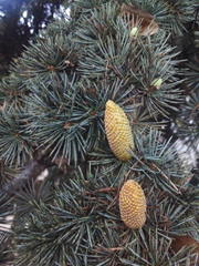 Cedrus