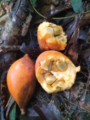 Annonaceae