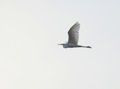 Ardea alba