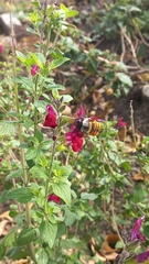 Xylocopa tabaniformis azteca