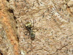 Camponotus arboreus