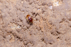 Parvospeonomus