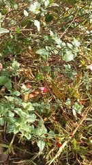 Xylocopa tabaniformis azteca