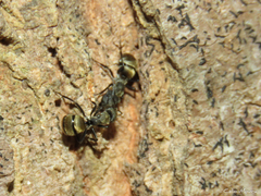 Camponotus arboreus