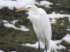 Ardea alba