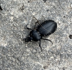 Carabus