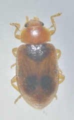 Coccidula scutellata