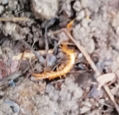 Myriapoda
