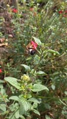 Xylocopa tabaniformis azteca